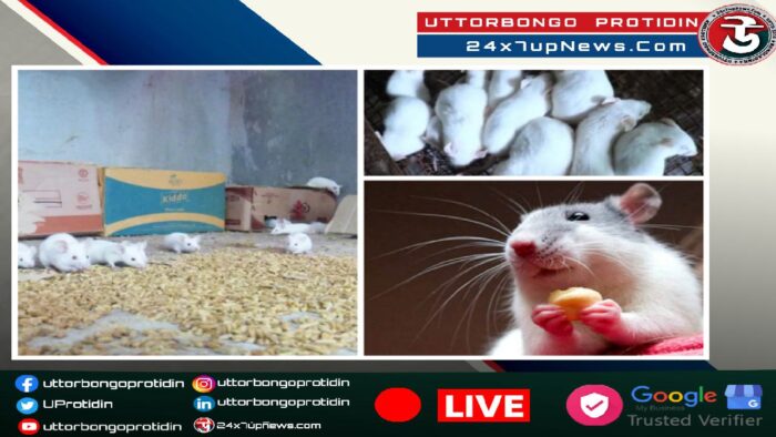 রাজশাহীতে ৬০০ ইঁদুর একসাথে হার্ট ফেইল করে মারা গেল যেভাবে